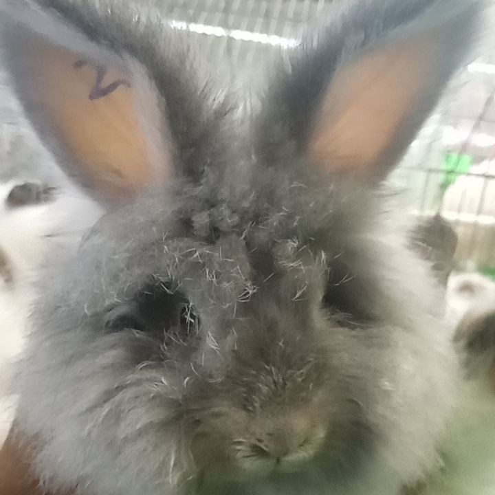 英系安哥拉活体宠物兔浅灰色星黛露妹妹