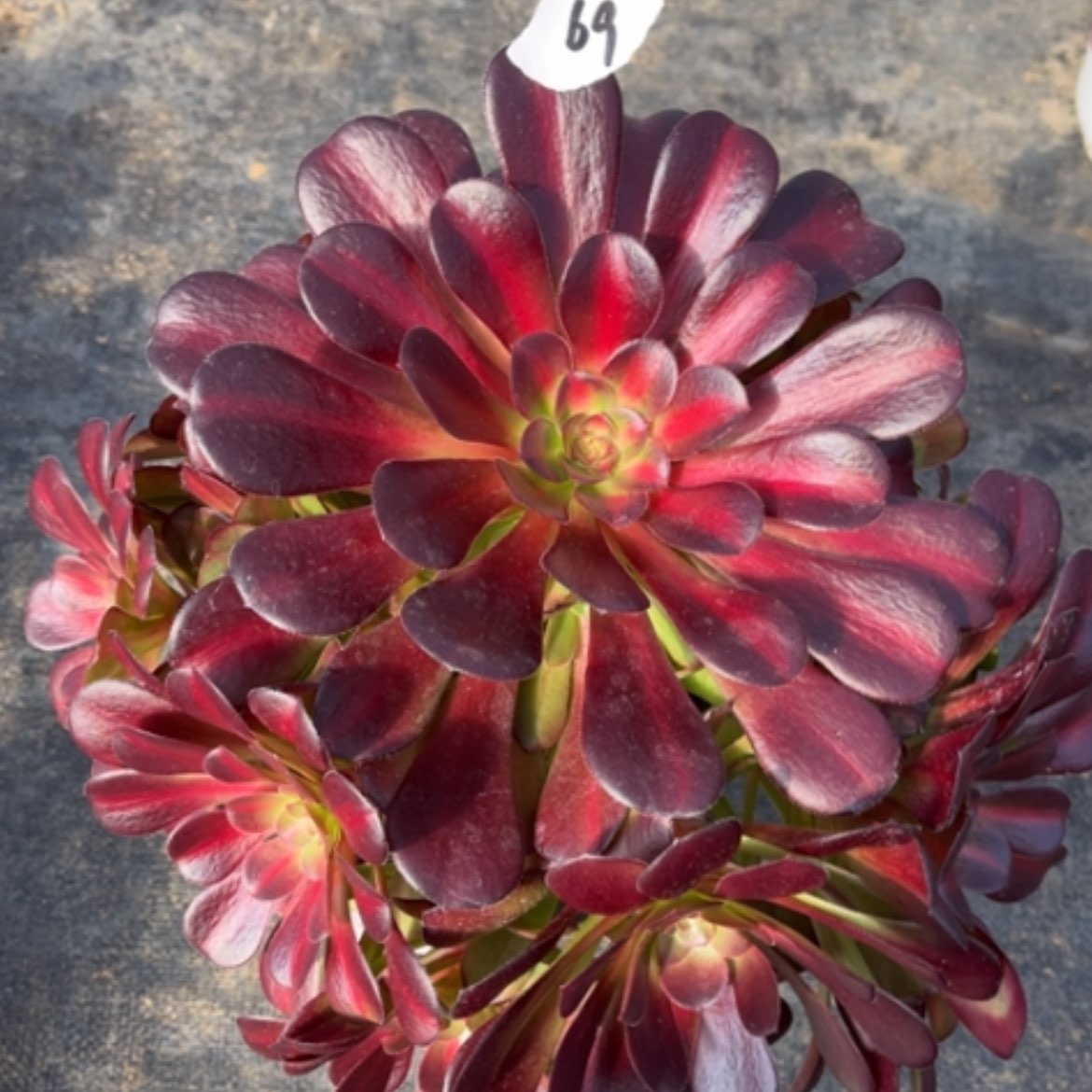 【闪购商品】69花钠锦多肉法师