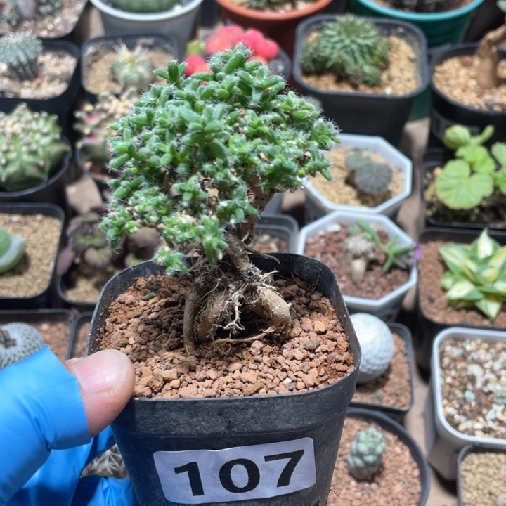 107姬红小松块根