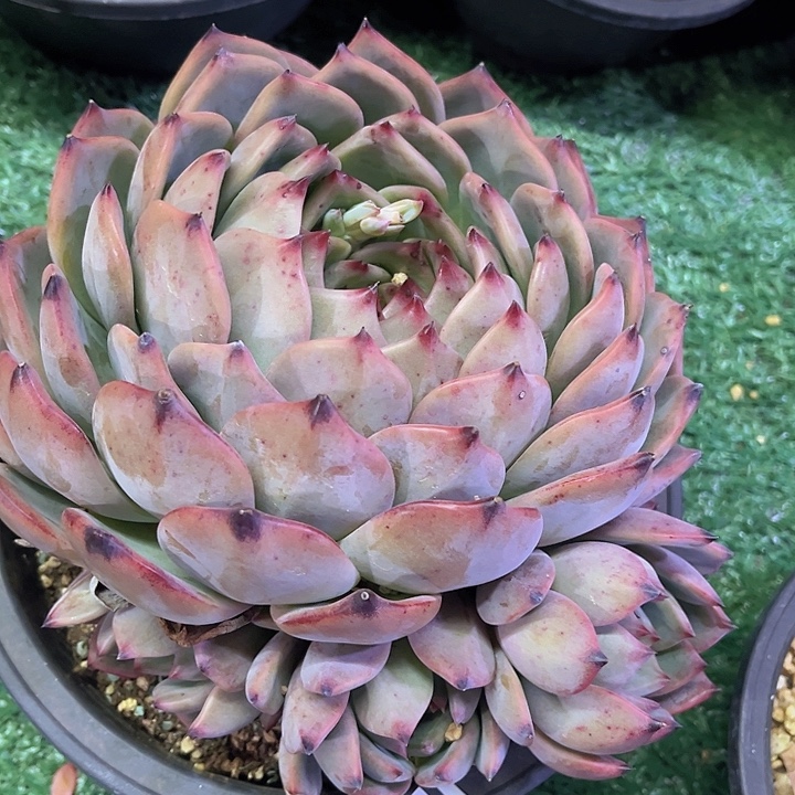 香缇卡2453多肉植物