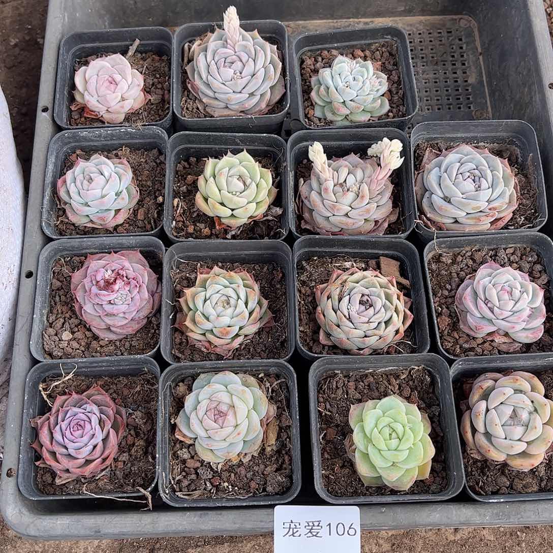 直播福利一物一拍106