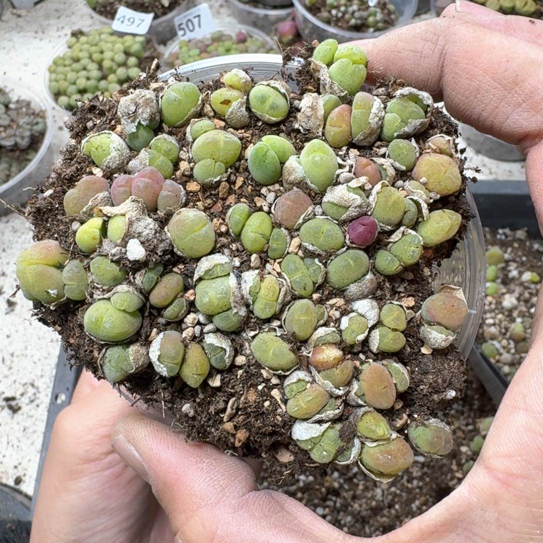 523。 毛翠滴一盒