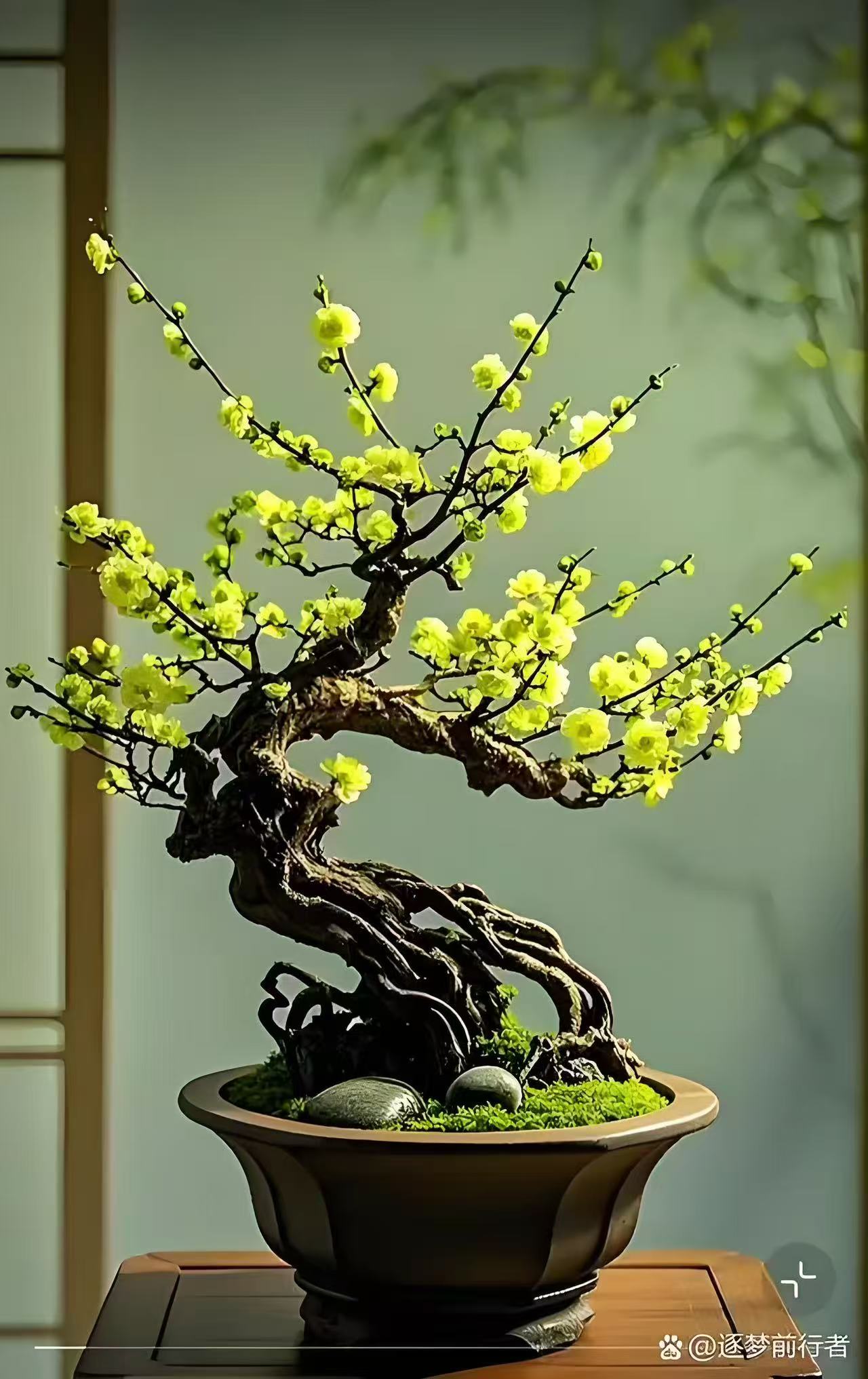 【特大老桩】特大金钱绿鄂梅梅花老桩耐寒耐旱带花芽发货