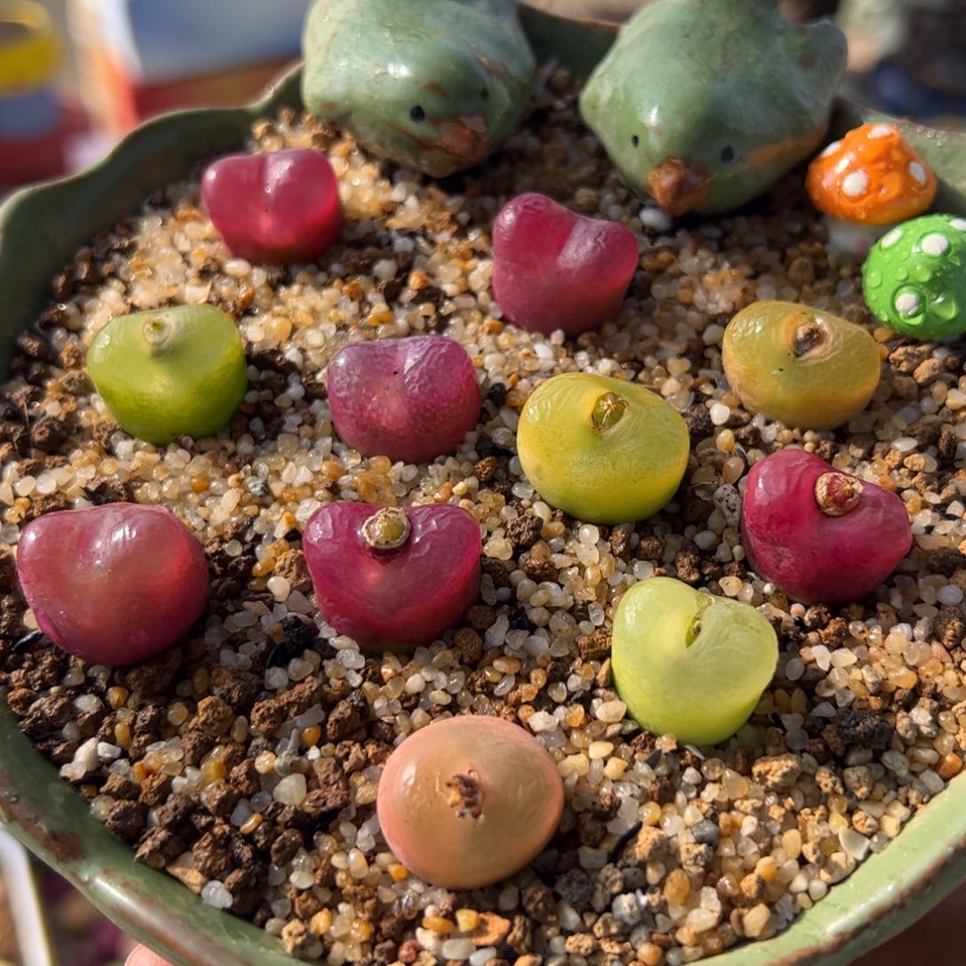 11棵母本多肉植物百科