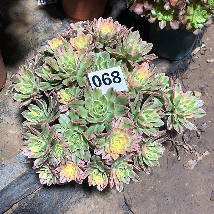 法师植物一物一拍12345678