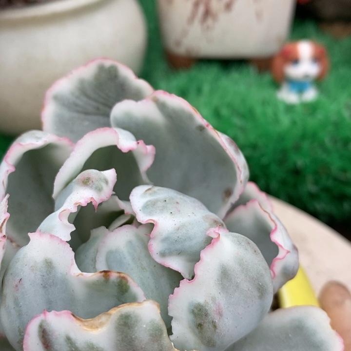 伯克利锦单头多肉