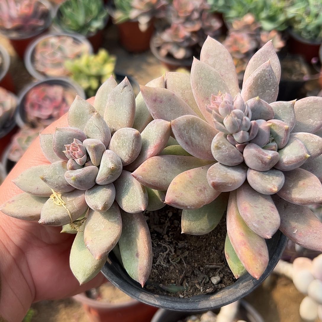 多肉植物老庄象牙