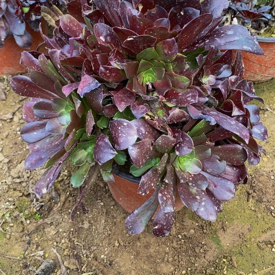 1860 号一物一拍多肉植物