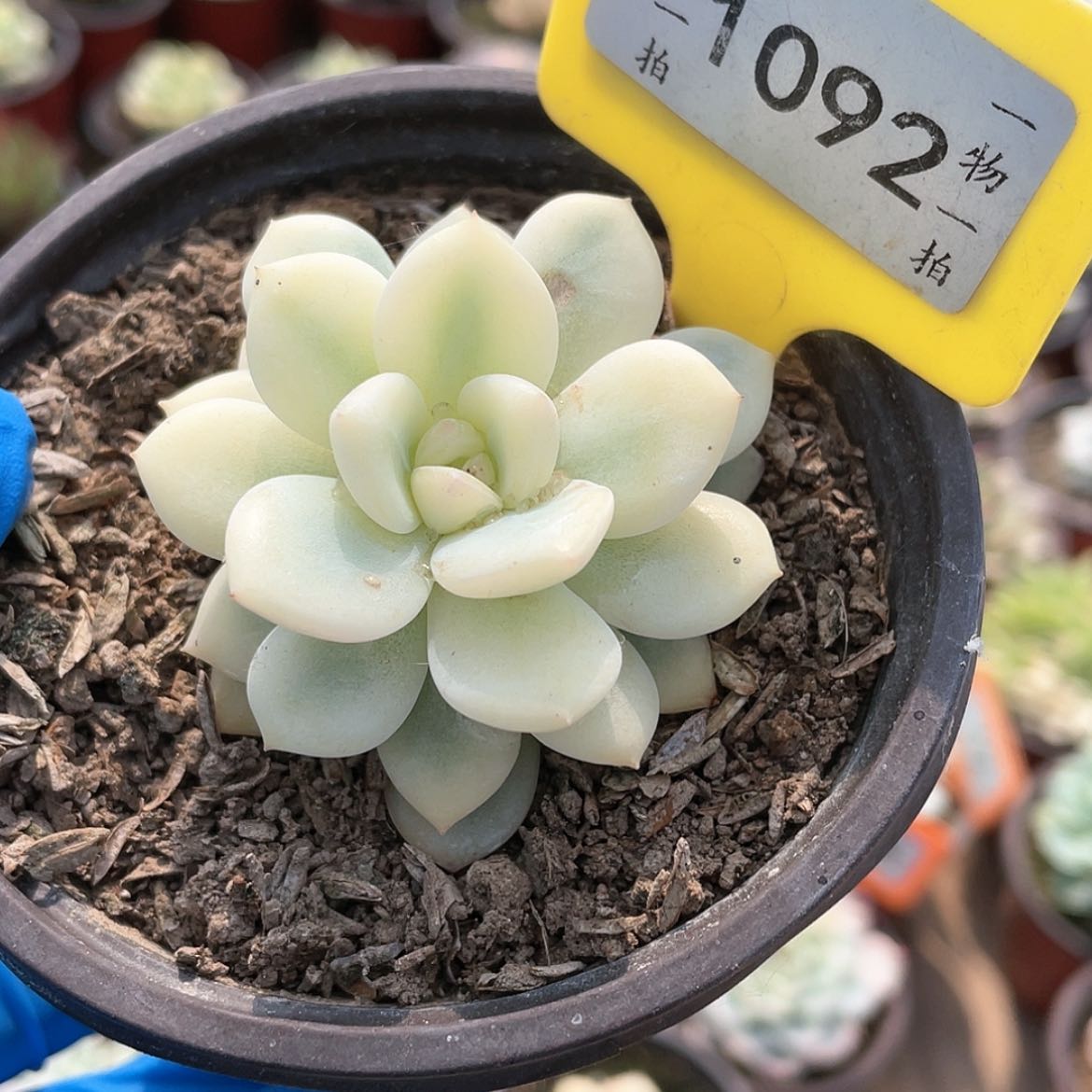 【闪购商品】无花朵红**宠1092号