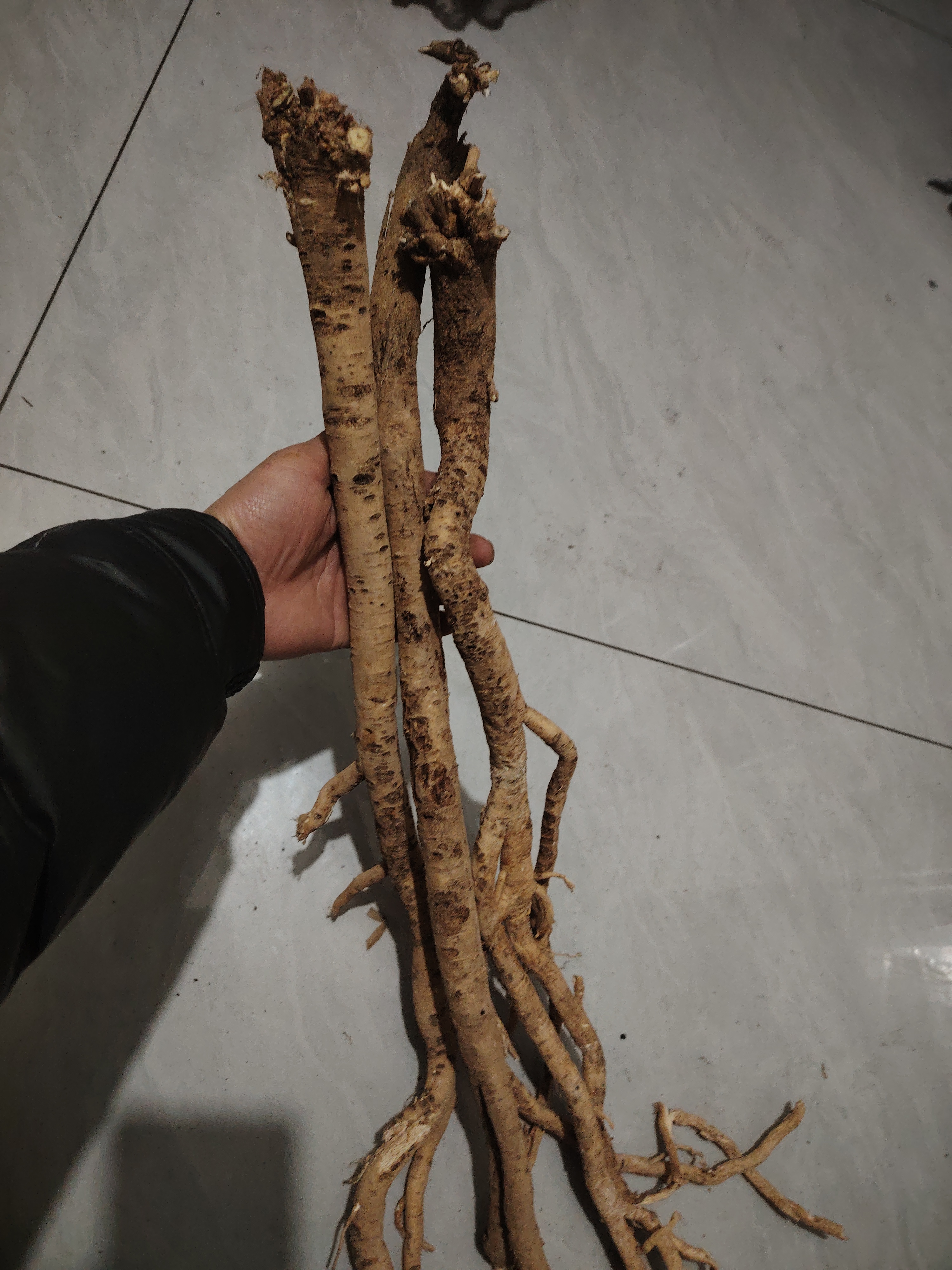 甘肃高海拔野生黄芪现挖无硫无熏可泡水煲汤炖肉泡酒滋补养生