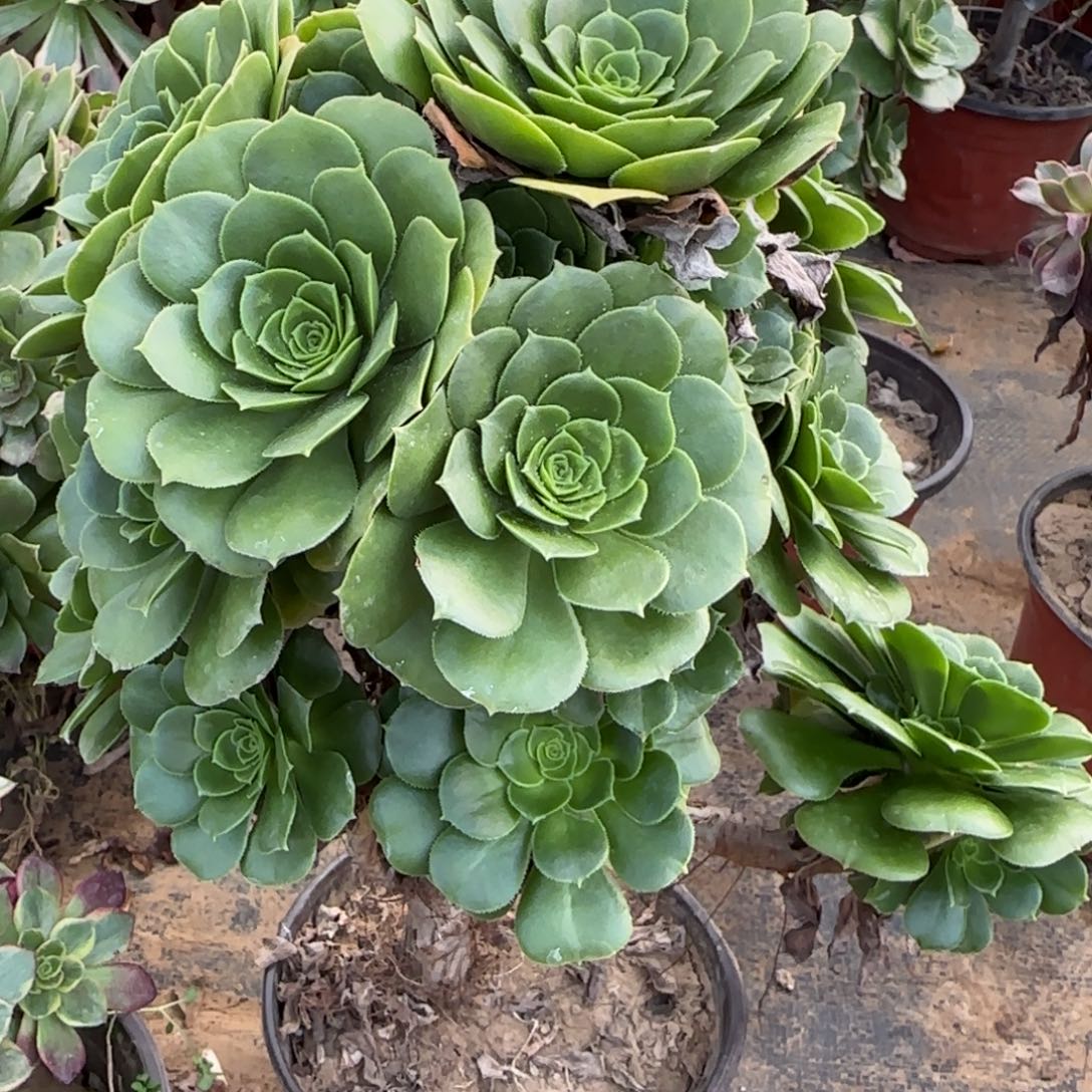 绿羊绒多肉188满28包邮断枝不包