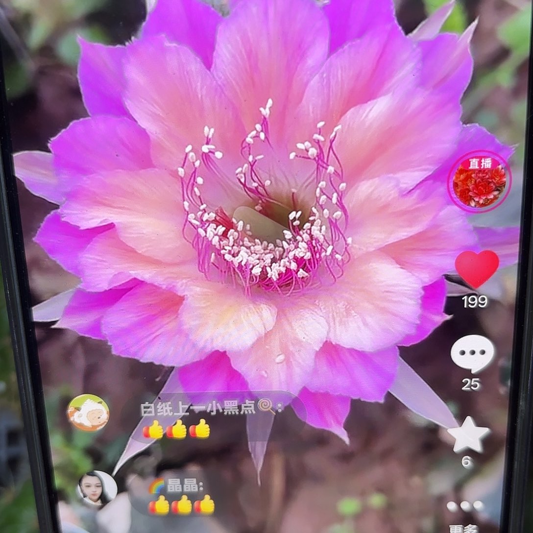 极光丽花4 公分侧牙20包邮9