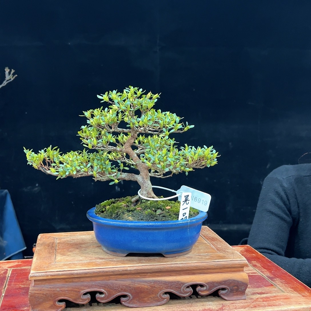 依***然无花朵杜鹃花的诗作是