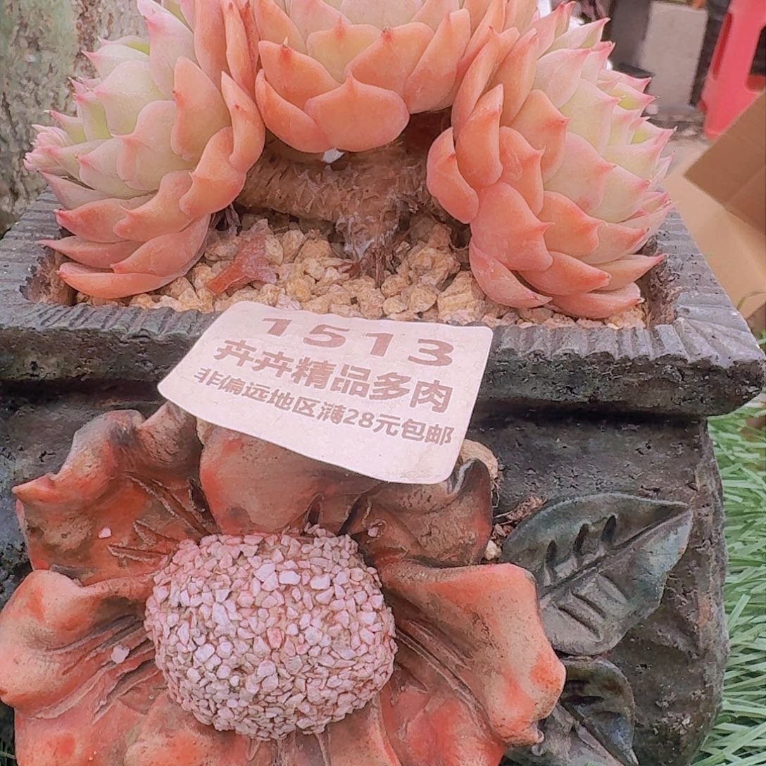 1513 卉卉精品多肉 非偏远地区满28元包邮
