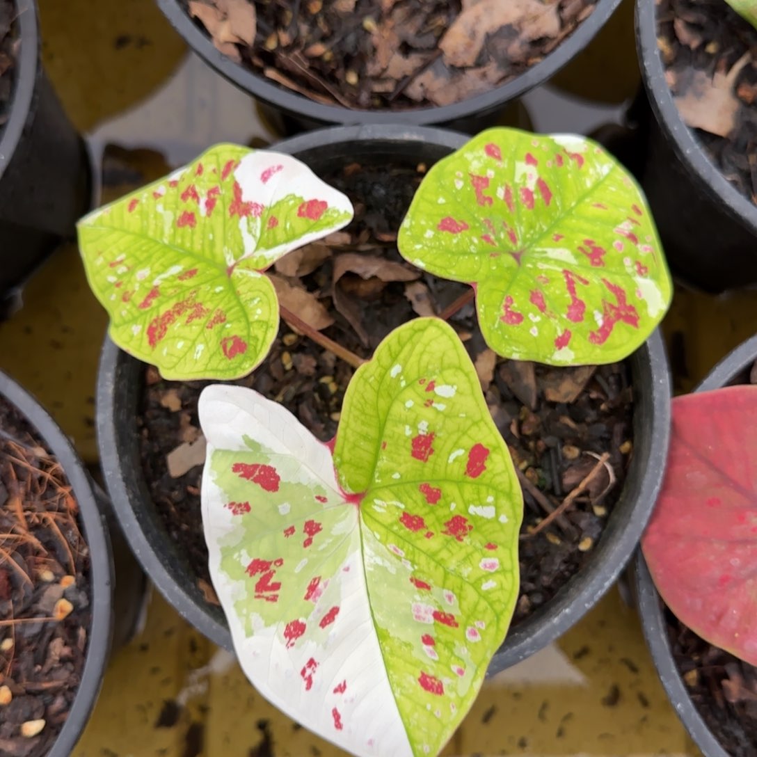 129-1023广东发货紫罗兰