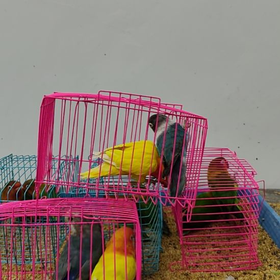 虎皮鹦鹉牡丹鹦鹉鹦鹉2只