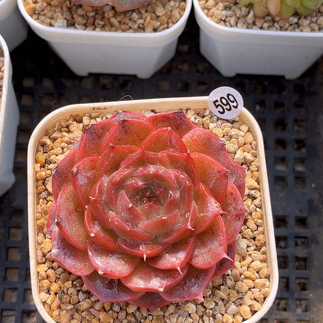 599   皮皮虾多肉 