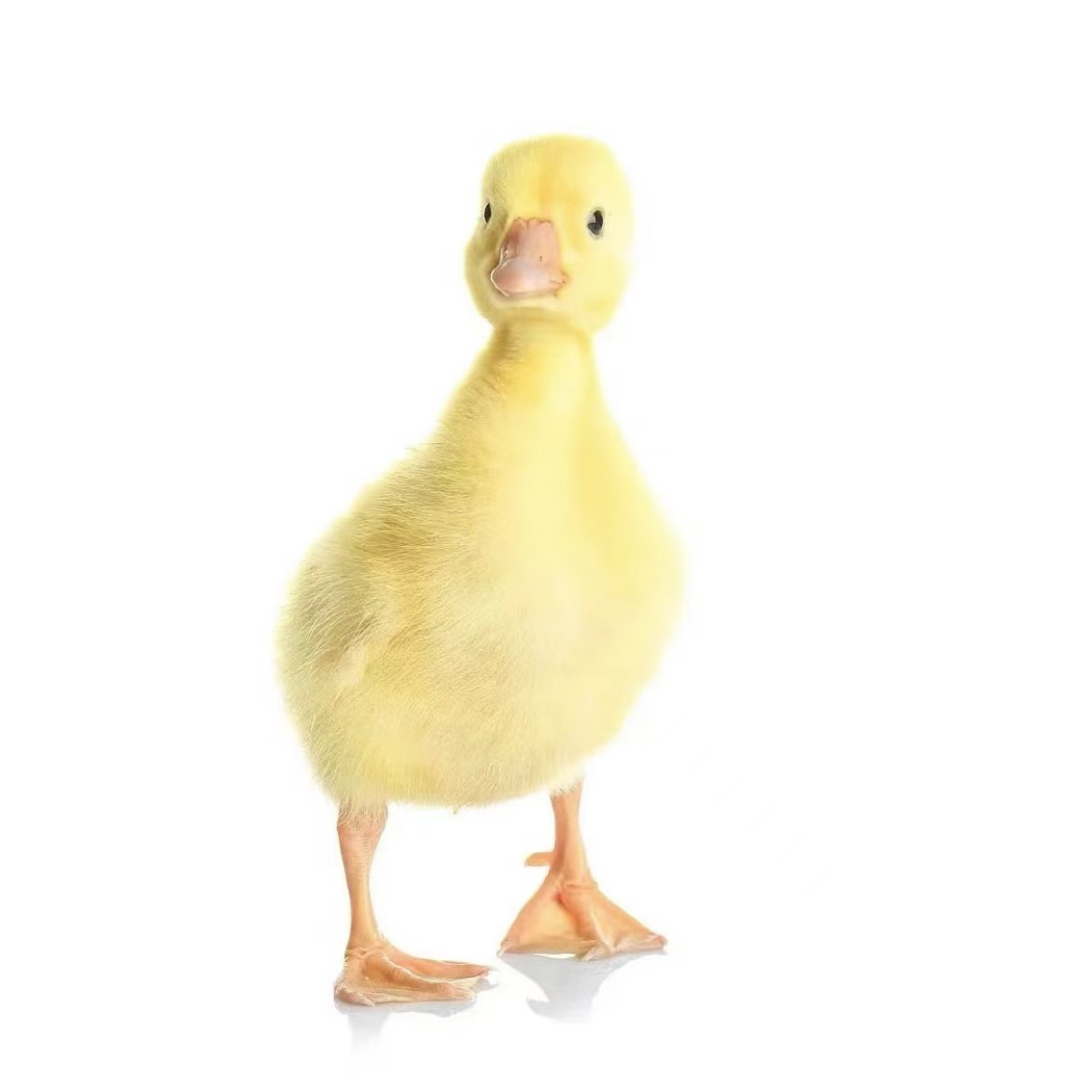 宠物鹅 四季鹅五龙鹅1.5斤左右发货顺丰快递包邮售后三天