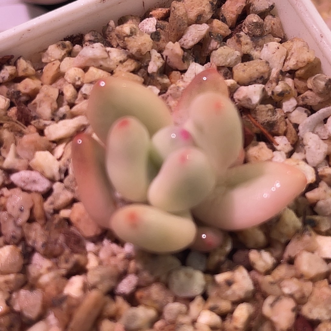 尚品园艺美人锦8551