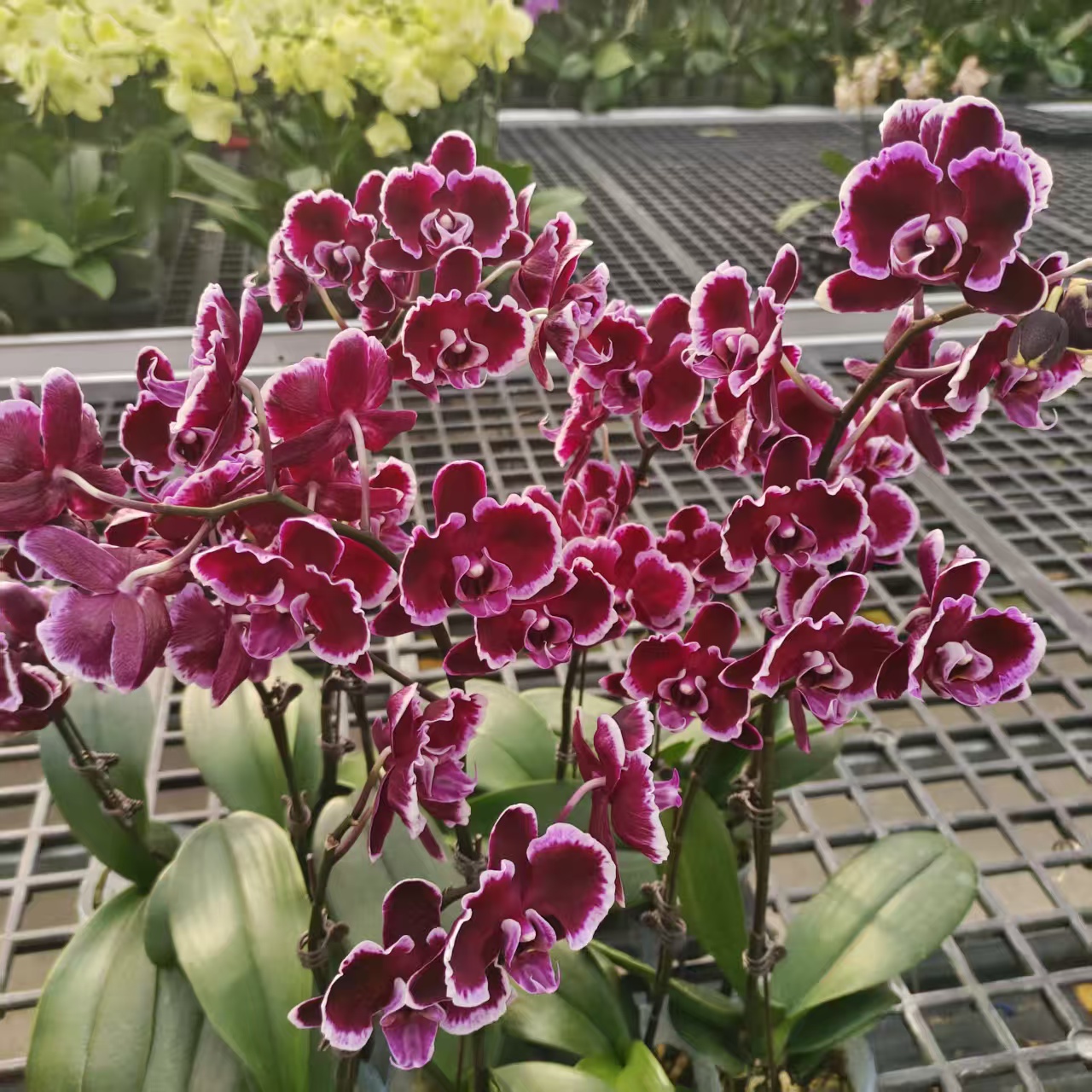 成功【拉丁舞】蝴蝶兰精致花卉盆栽四季植物