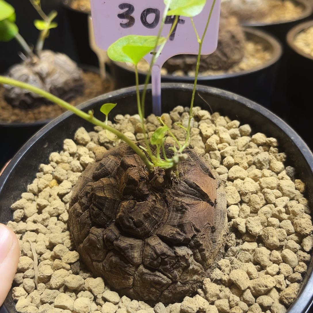 304龟甲龙6867898789