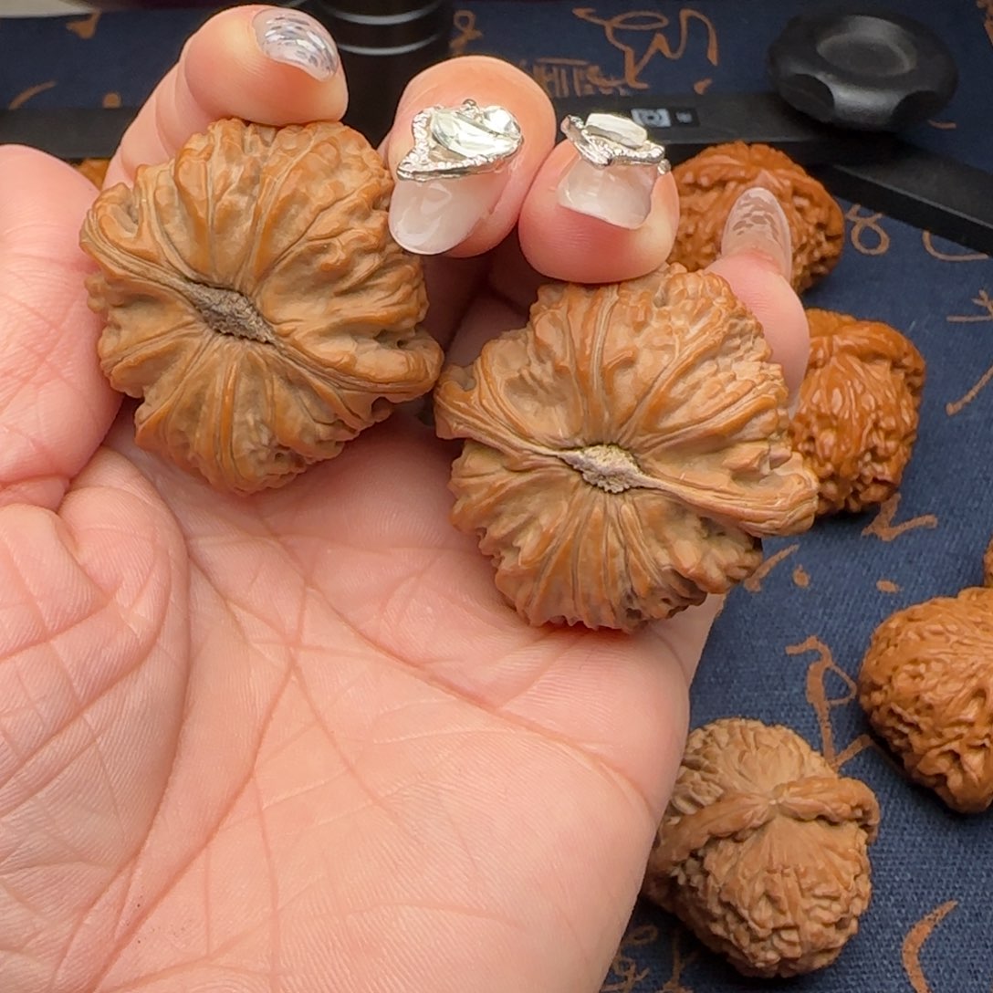 核桃孟****】43卡姿兰闷白狮子头