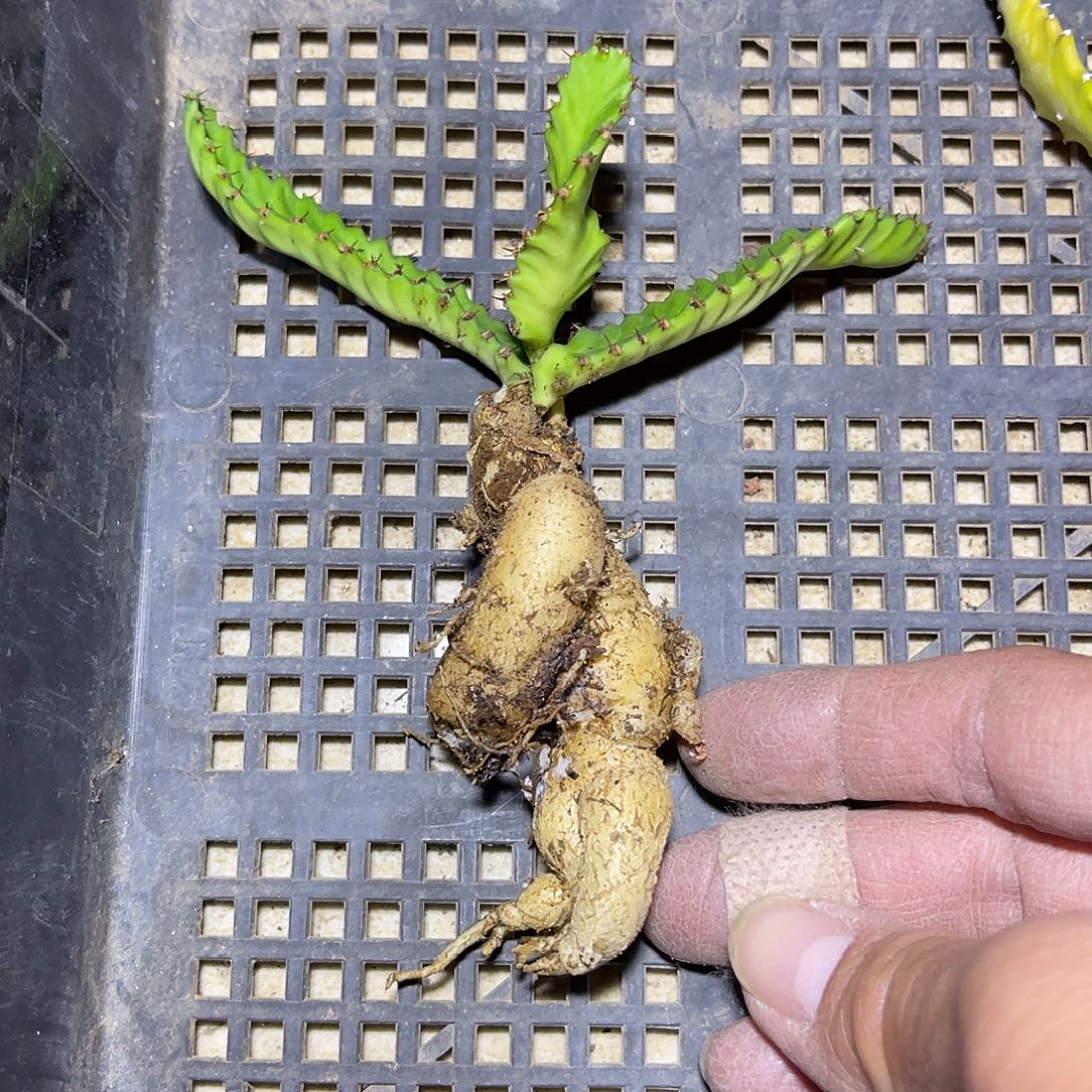 飞龙大戟块根一物一拍