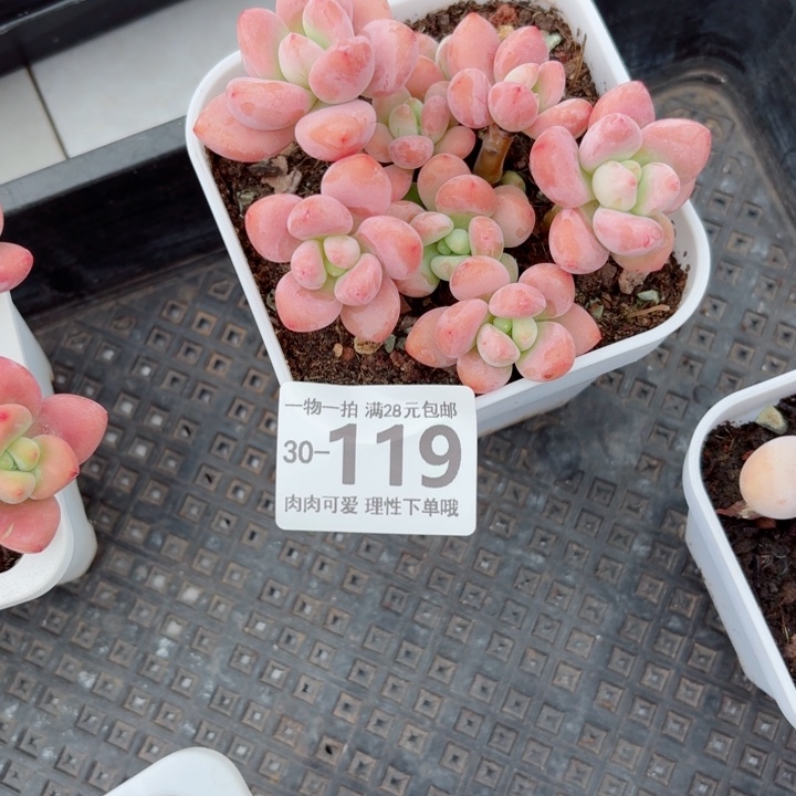 红洛神无盆土发货多肉多