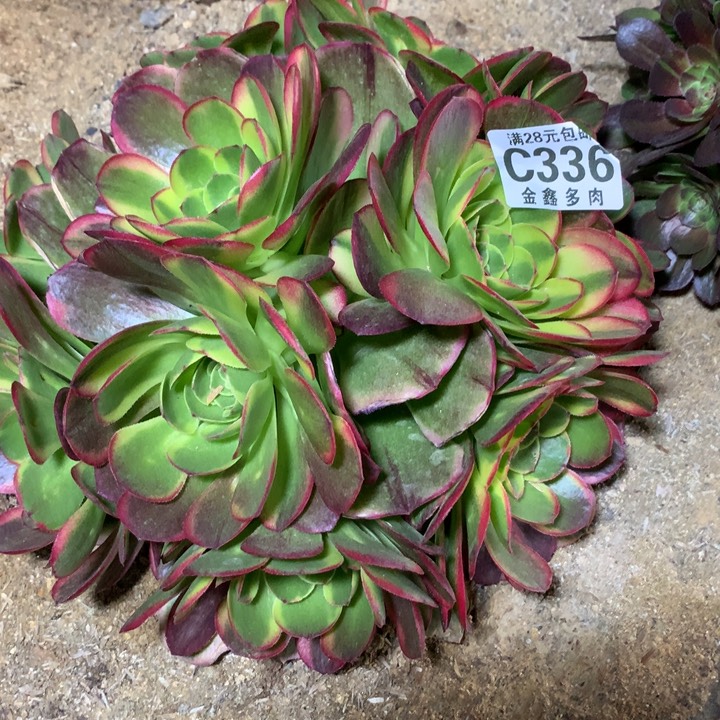 336多肉一物一拍