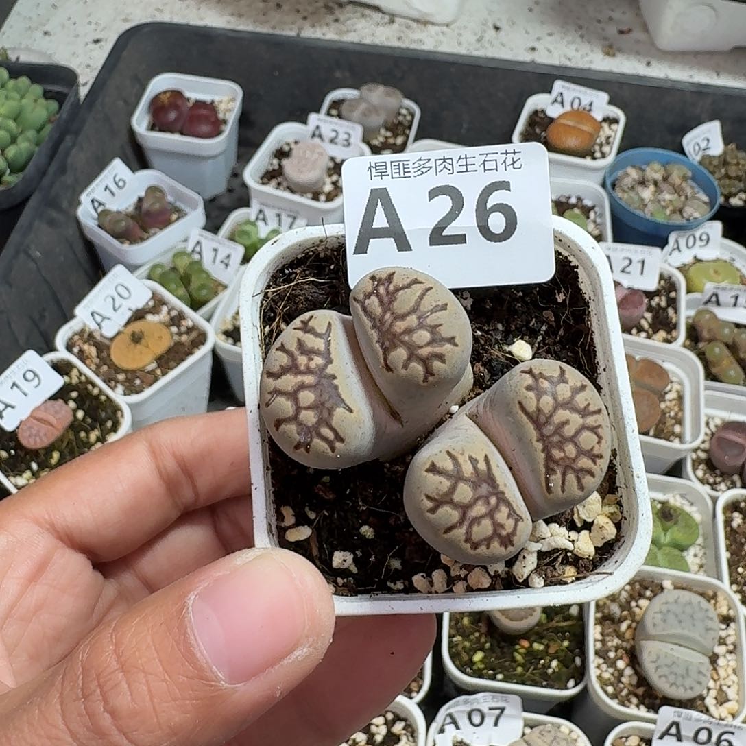 26多肉植物多肉植物