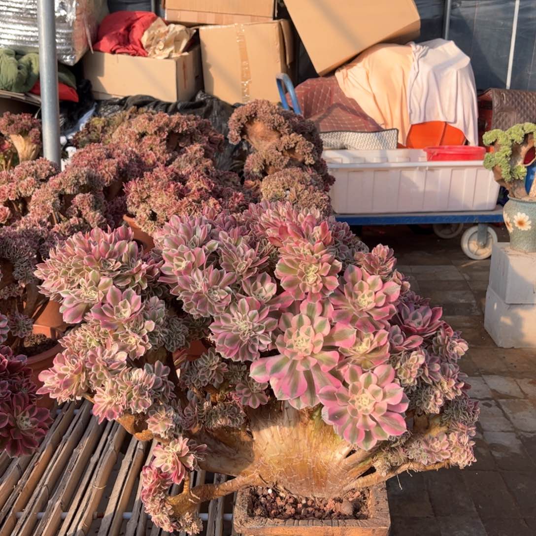 粉女巫朵朵整版精品