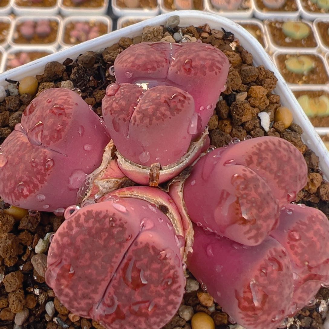 88多肉植物百科知识