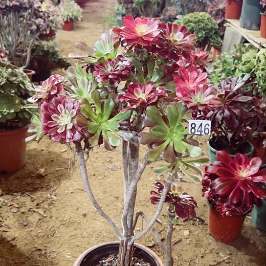 846嫁接老桩法师