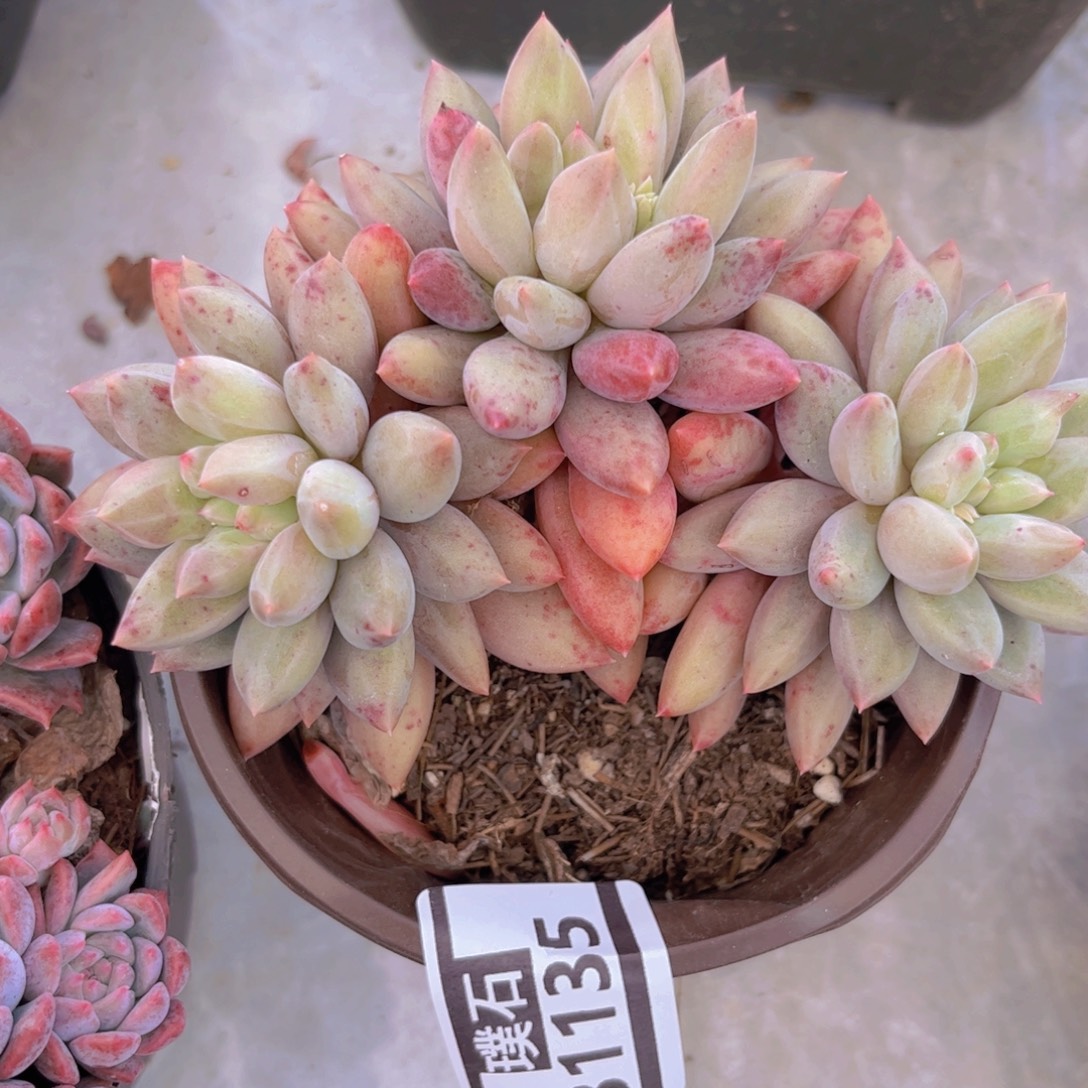 水晶球31135多肉植物