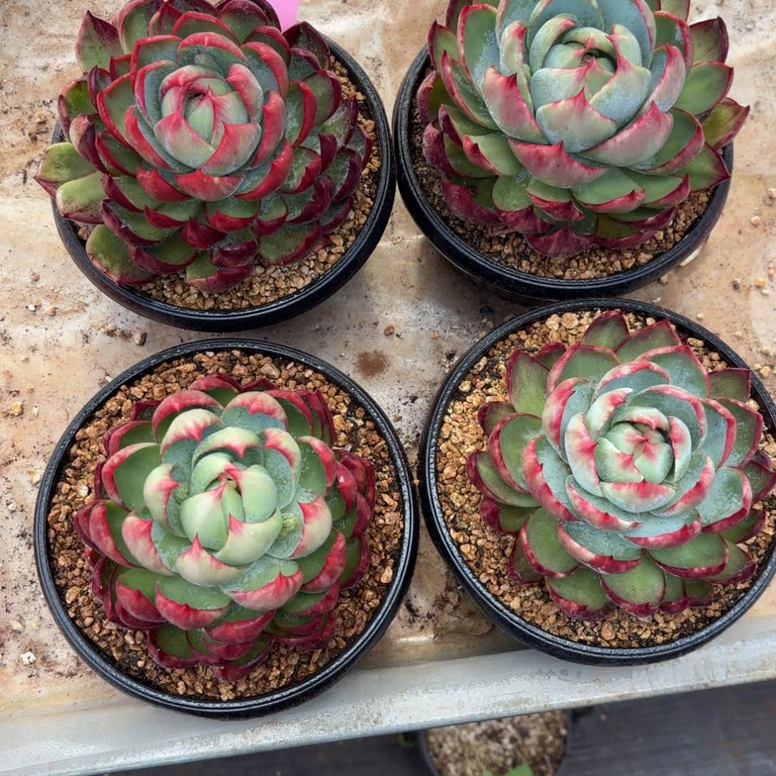 惊鸿仙子好看1805号