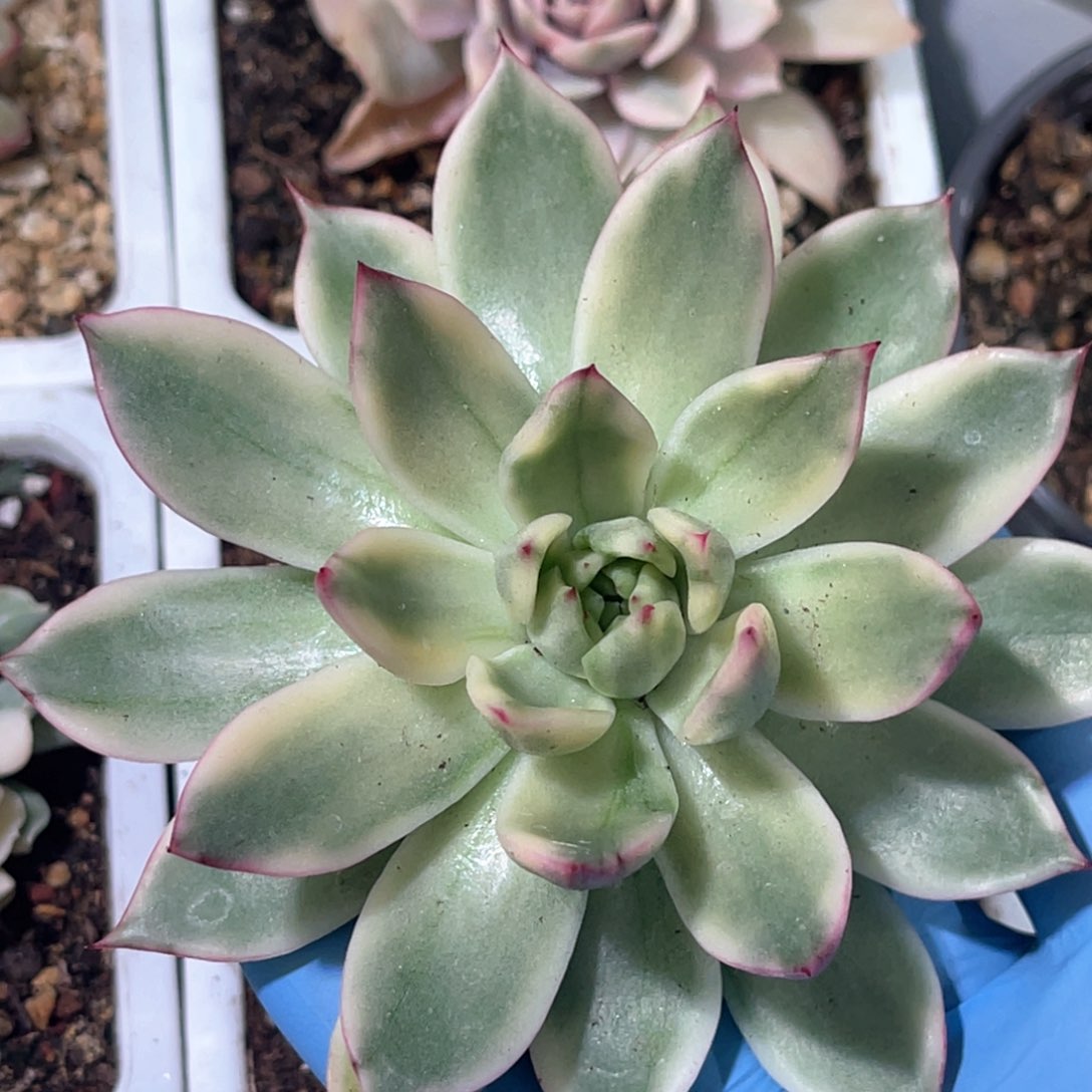 多肉特价落雁锦有须根