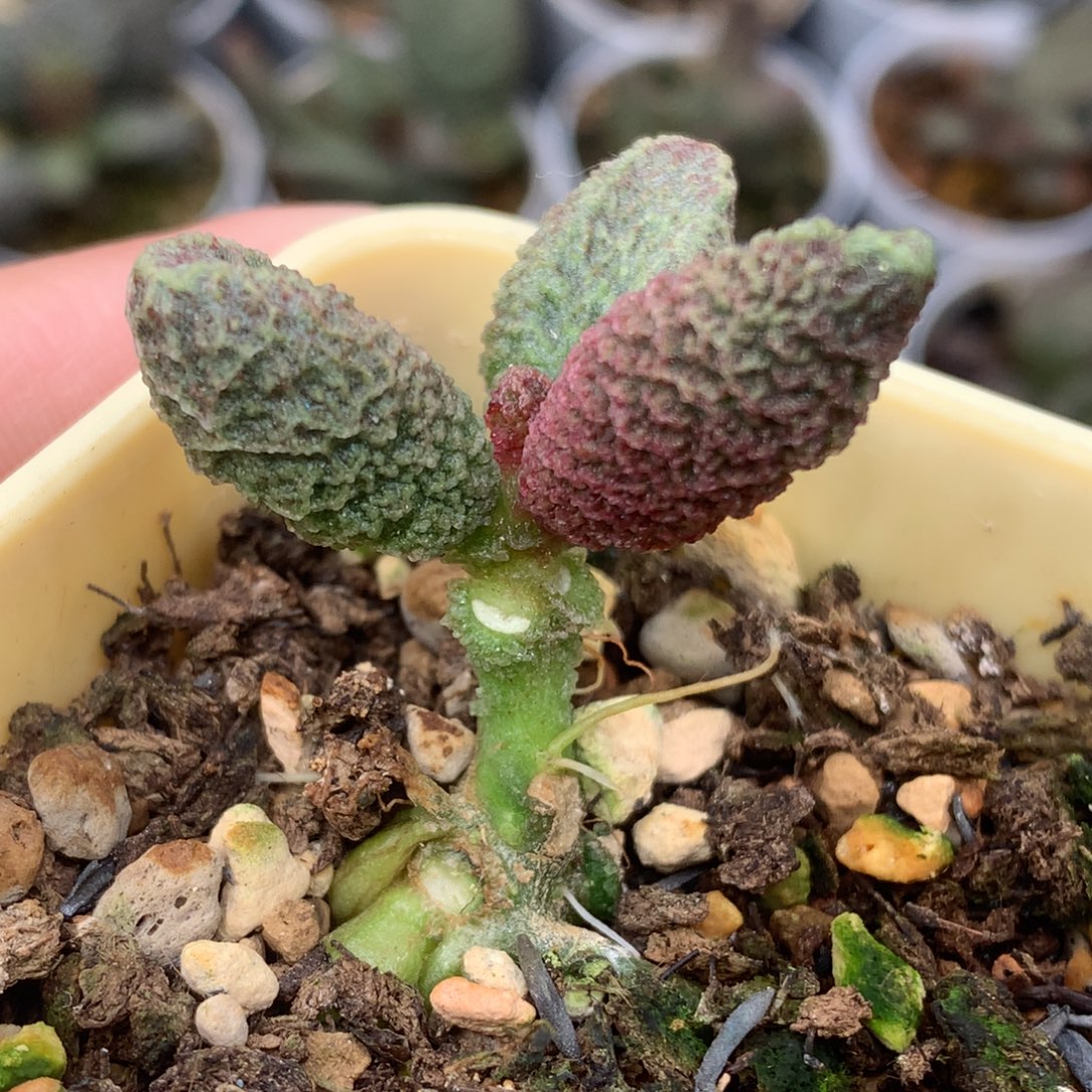 北***手实生水泡感谢喜欢