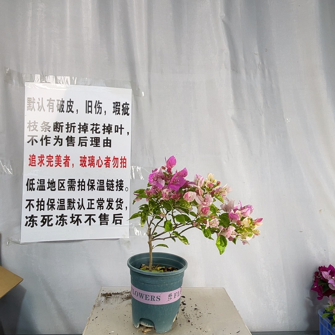 全部花苞27斑红樱牙签苗