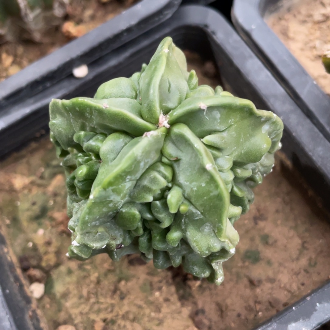 全部花朵实生五棱核桃 