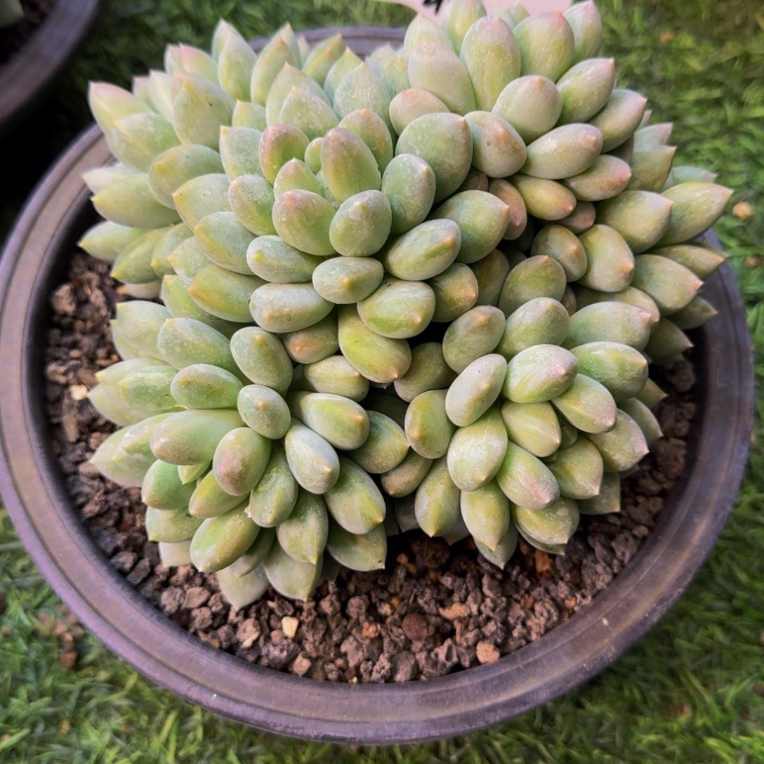 郭***r奶糖多肉群发货