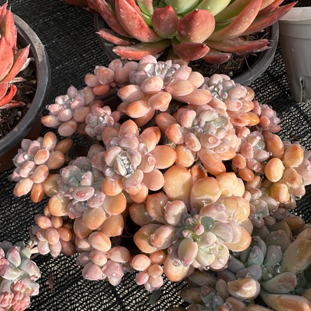 （新疆包邮）木糖醇 群生整装多肉