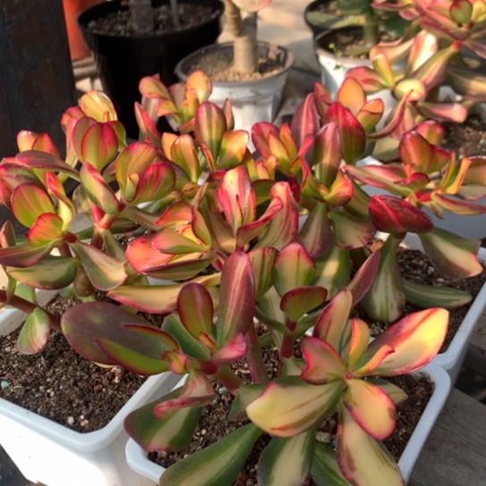 用****5卷叶四颗脱土发货