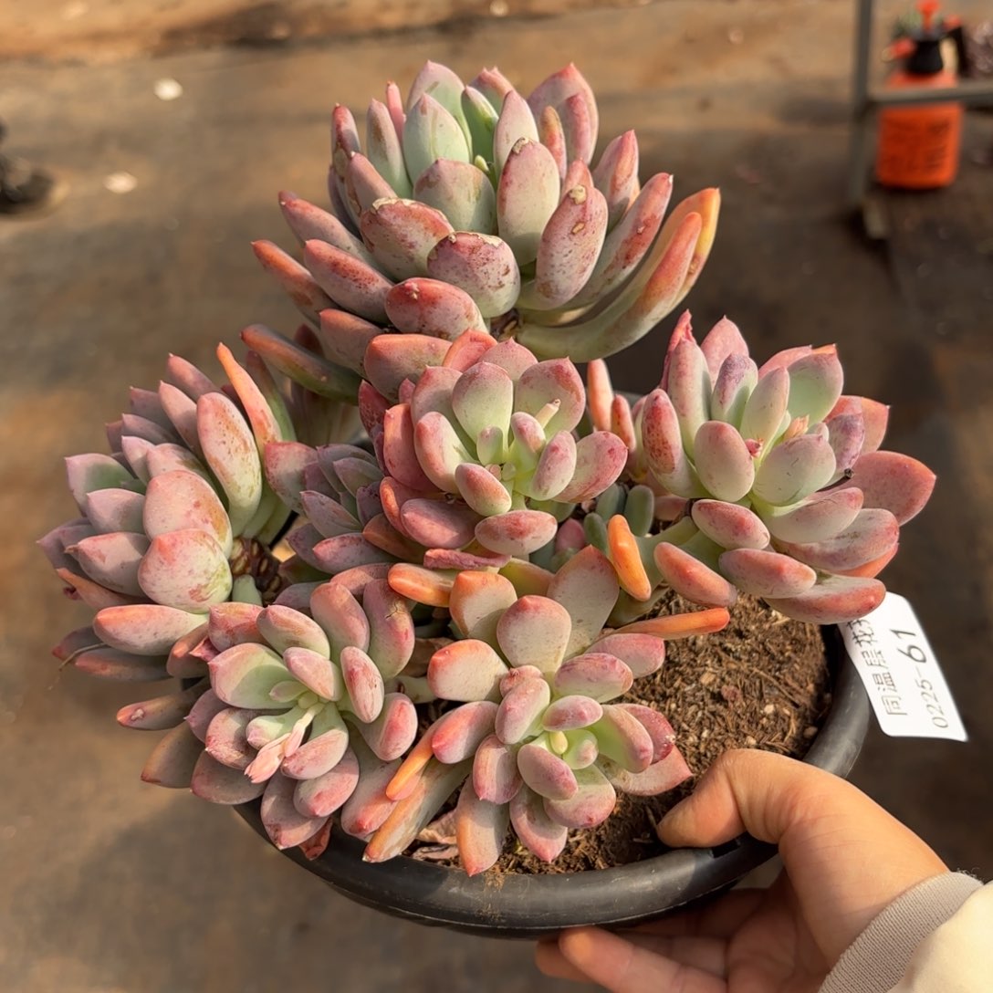 同温层多肉灰姑娘61