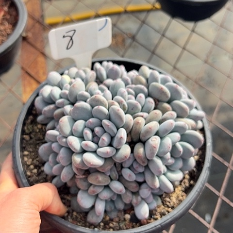 8香香雪一个脱土多肉