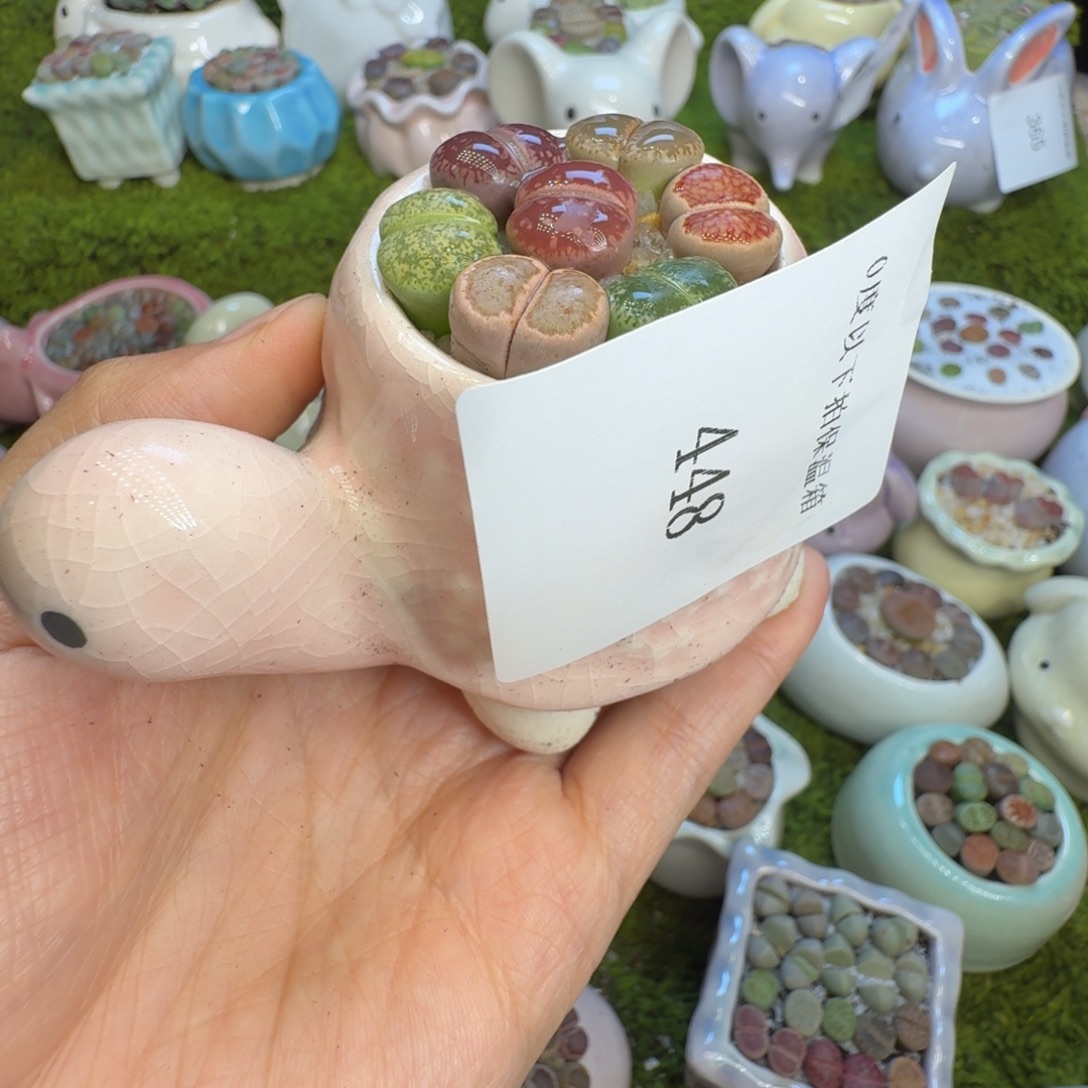 天***好多肉植物福利冲448