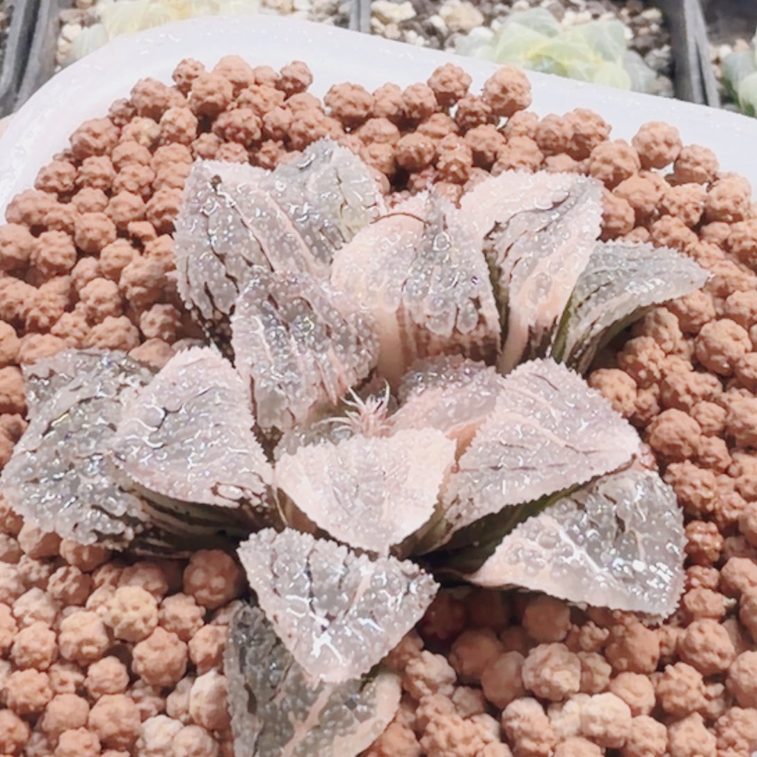 无花朵十二卷具味城锦