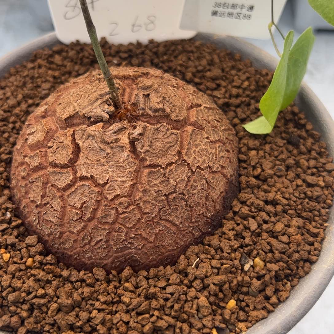 182号8公分龟甲龙2.8多肉