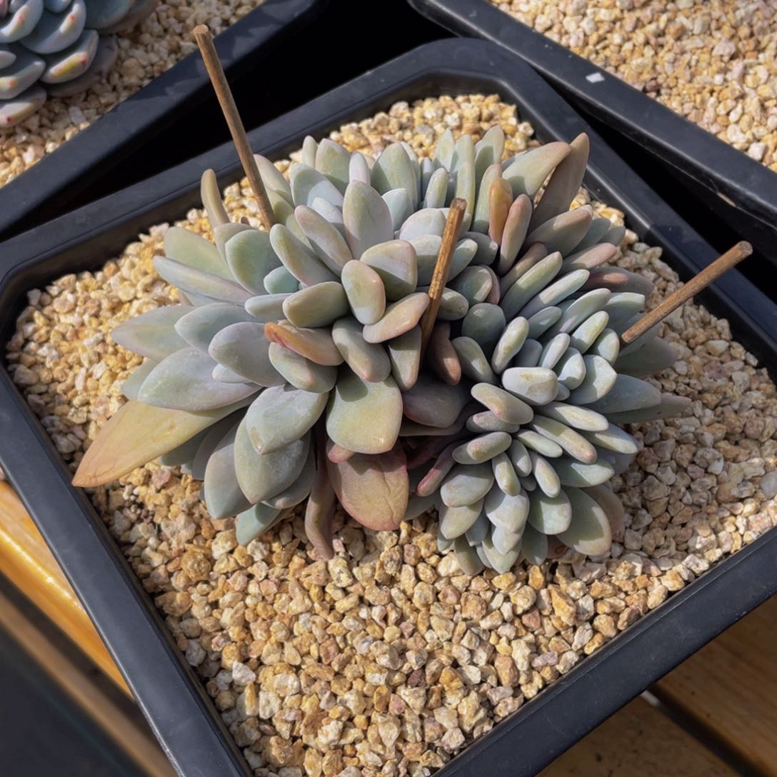 0225-06-粉兔缀化。。。。。。