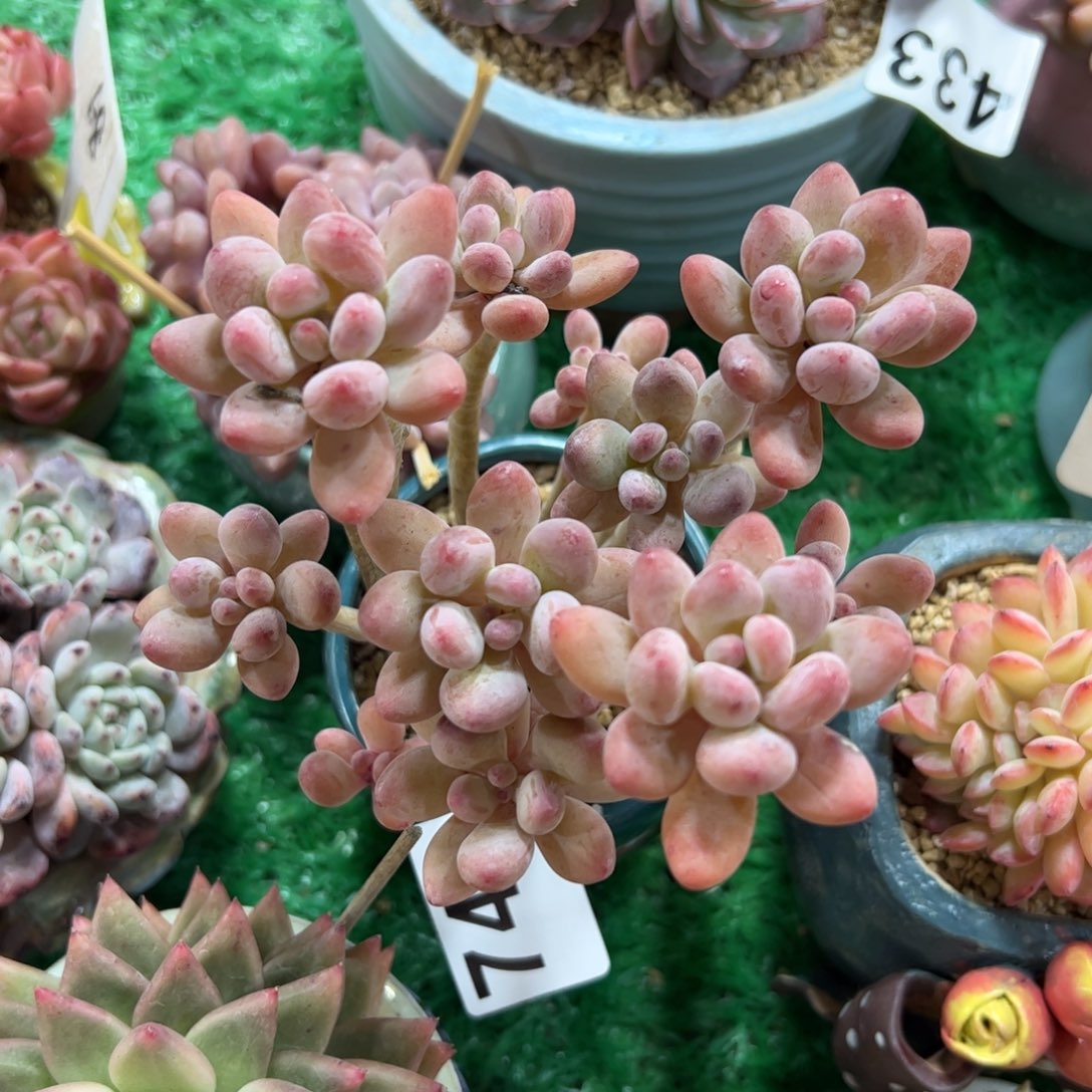 749 满38元包邮一物一拍