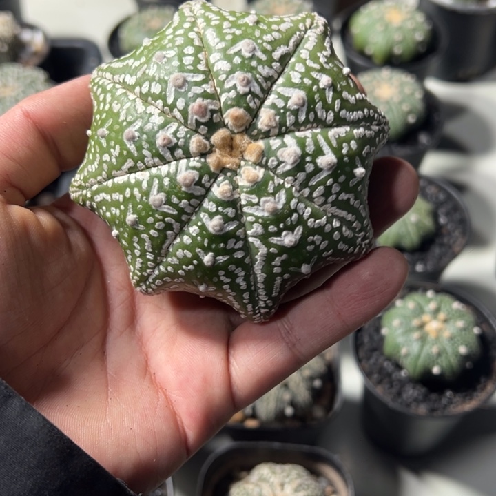 一物一拍仙人球兜